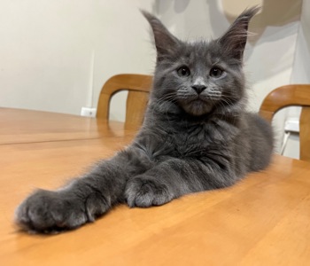 Кошеня Мейн-кун дівчинка