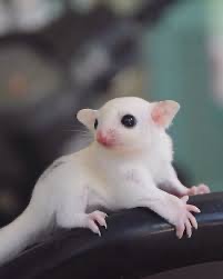 Цукровий посум (білка летяга)