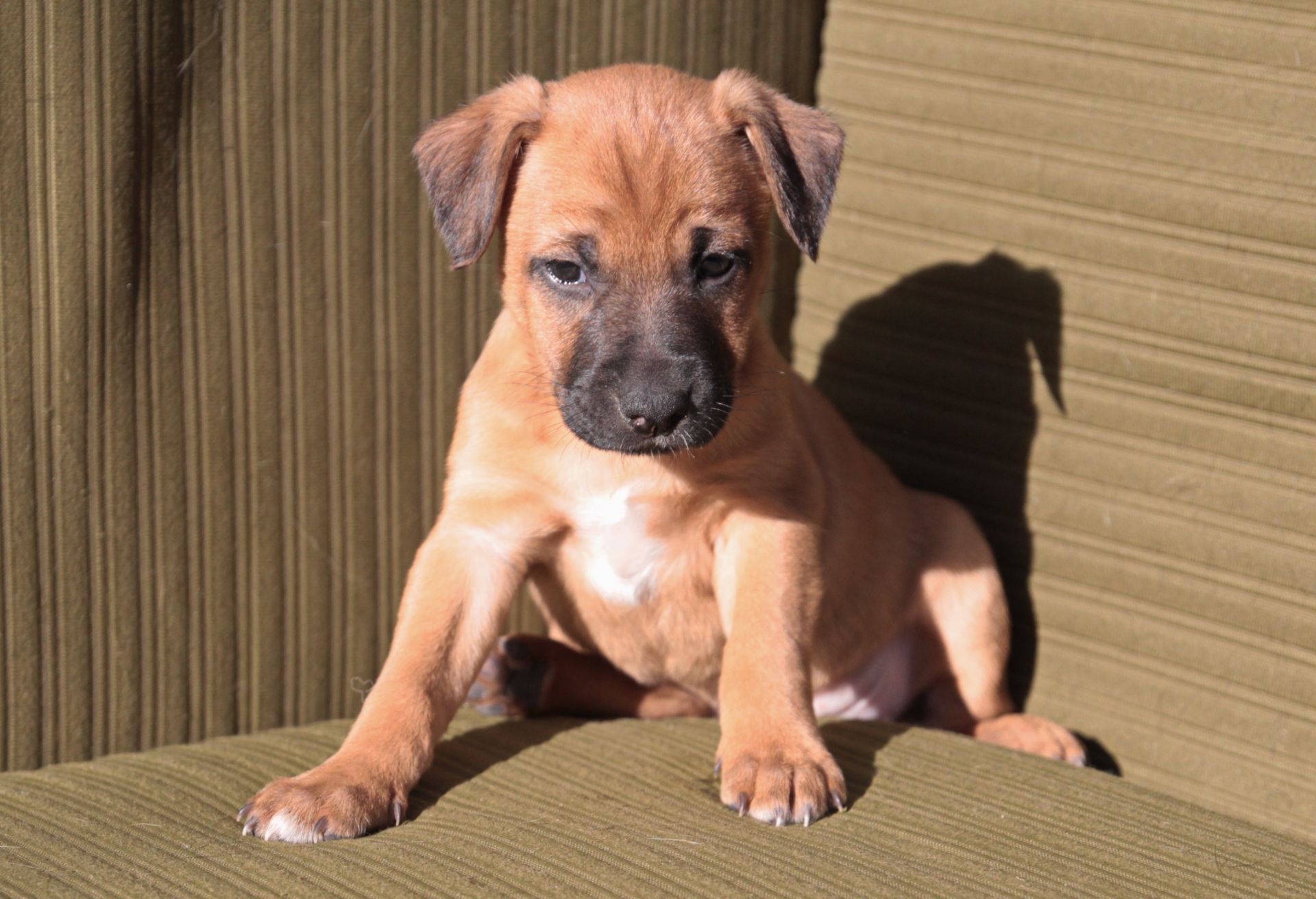 Хвостате щастя для Вас!