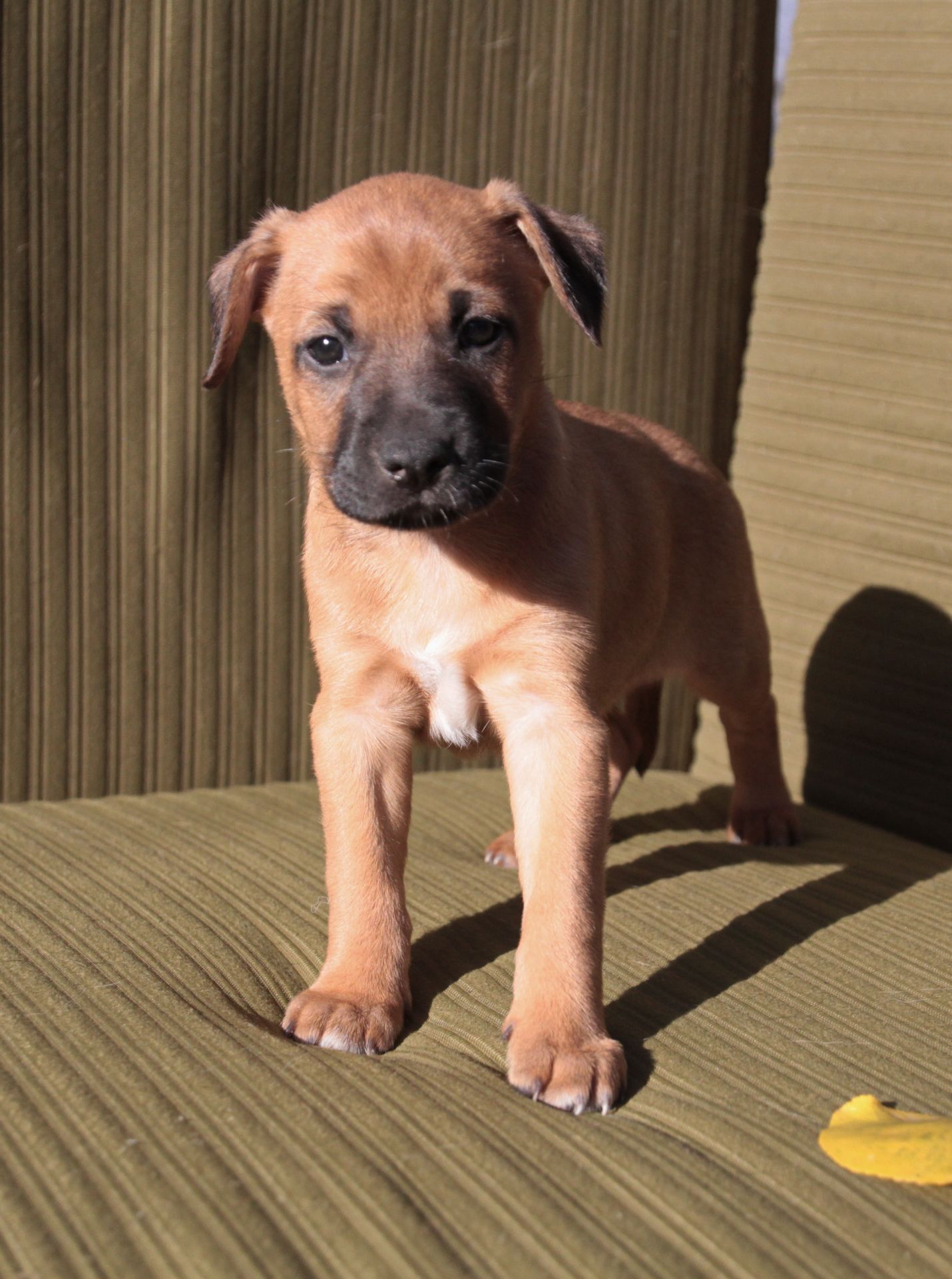 Хвостате щастя для Вас!