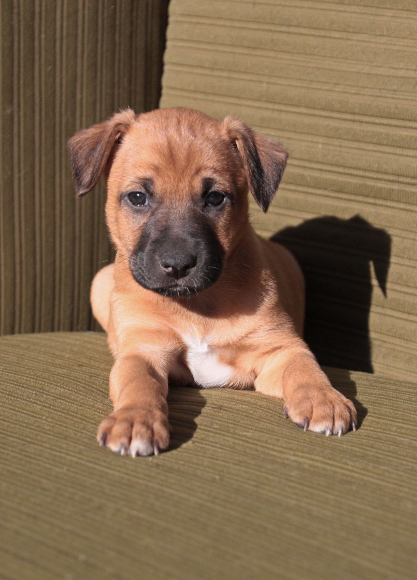 Хвостате щастя для Вас!