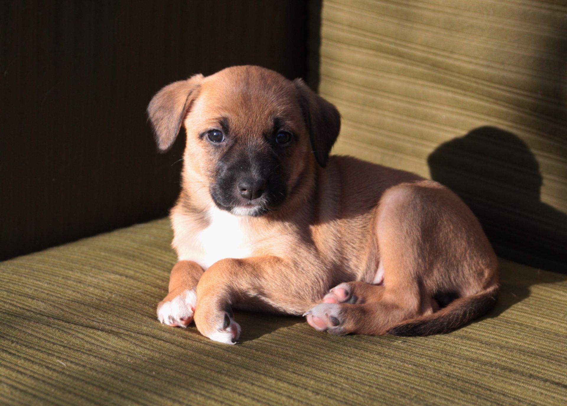 Не просто щеня, а новий член сім'ї!