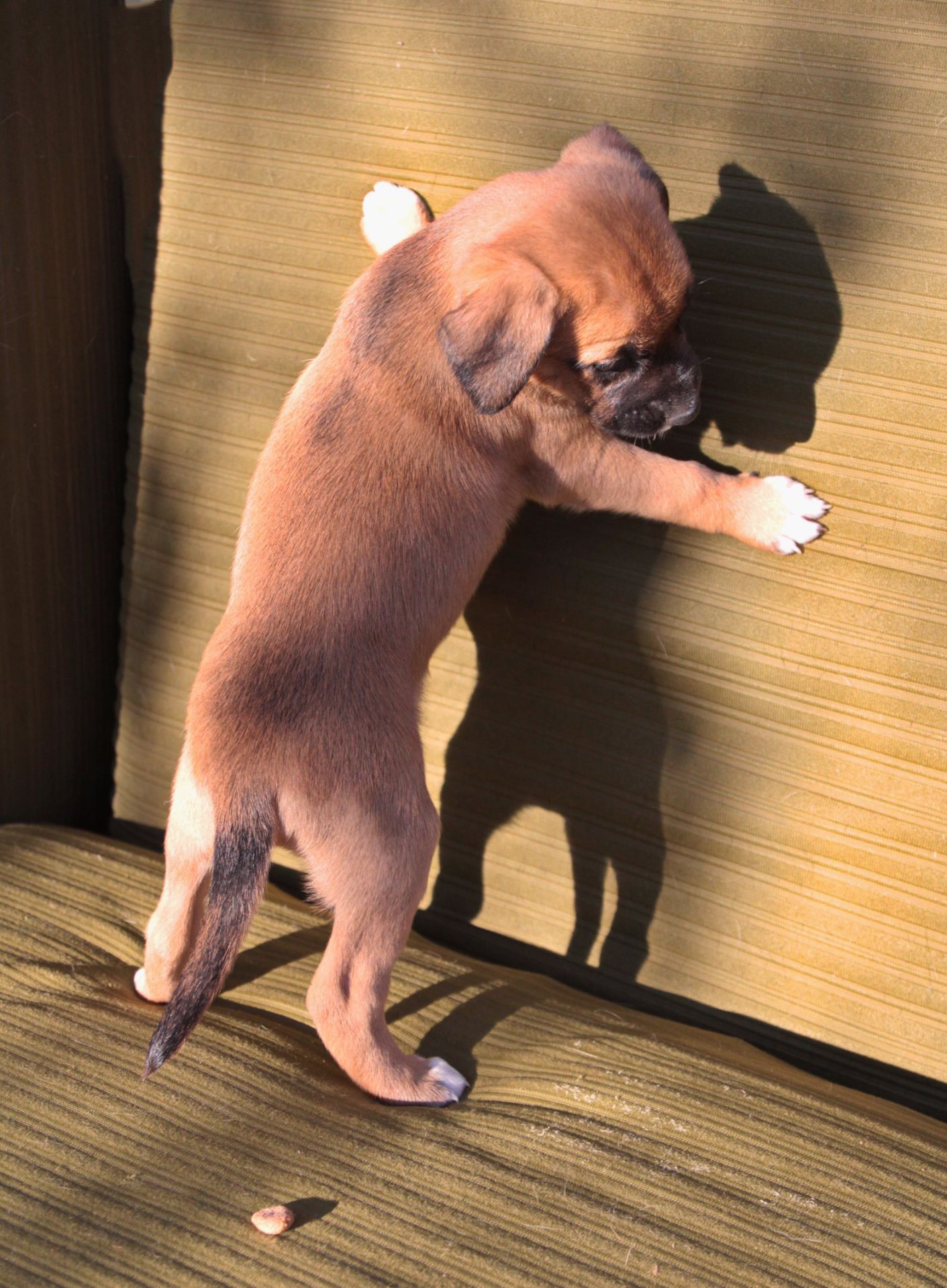 Не просто щеня, а новий член сім'ї!