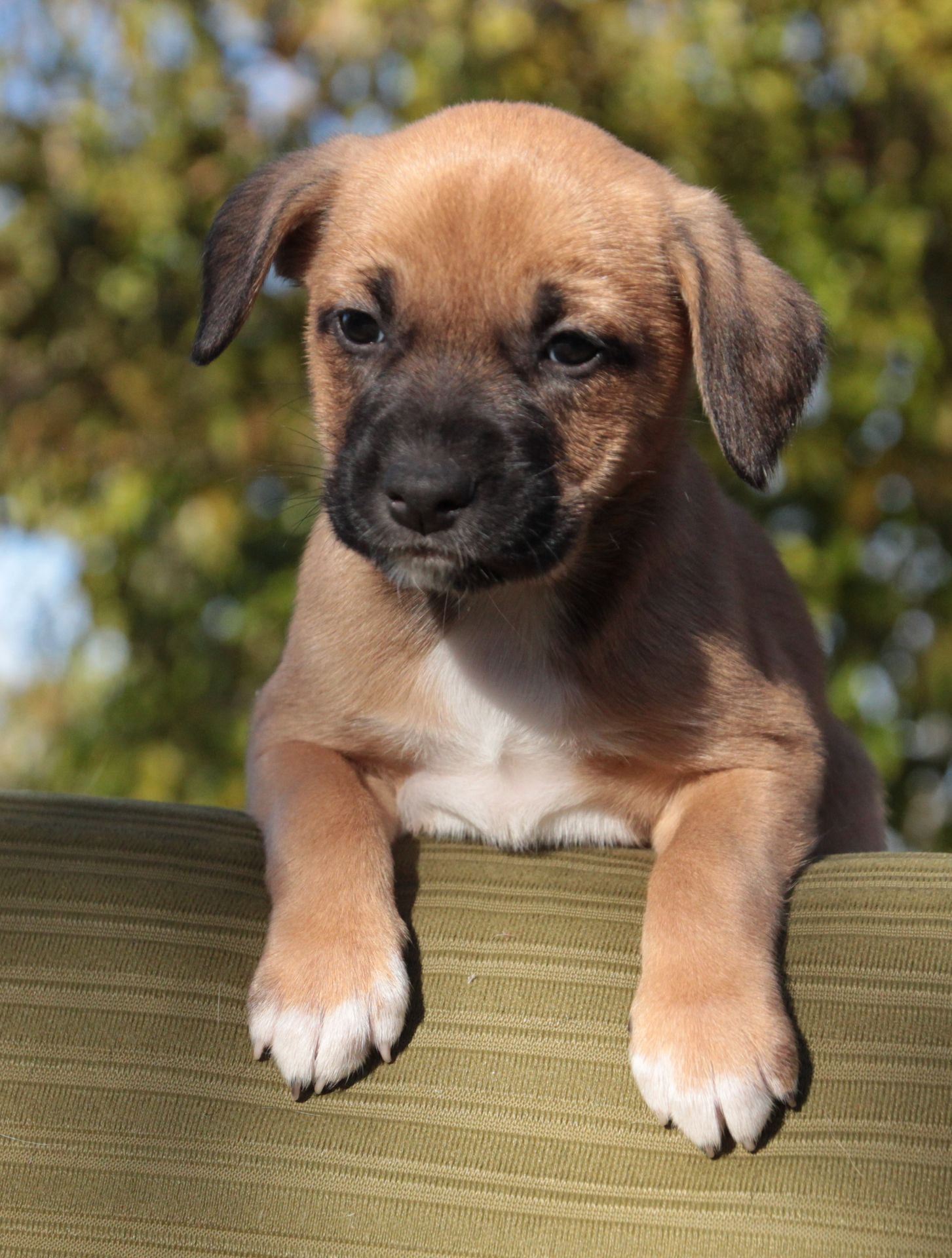 Не просто щеня, а новий член сім'ї!