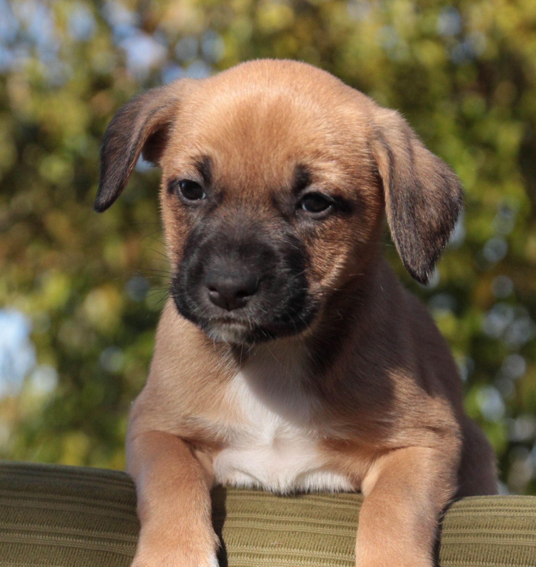 Не просто щеня, а новий член сім'ї!