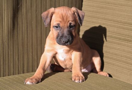 Хвостате щастя для Вас!