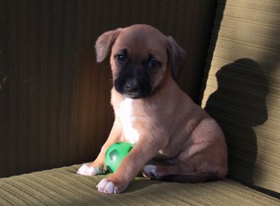 Не просто щеня, а новий член сім'ї!