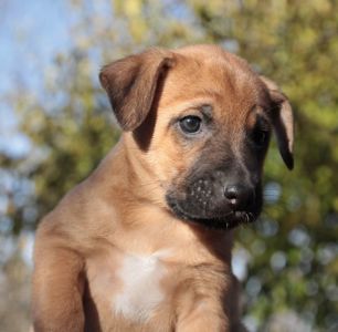 Хвостате щастя для Вас!