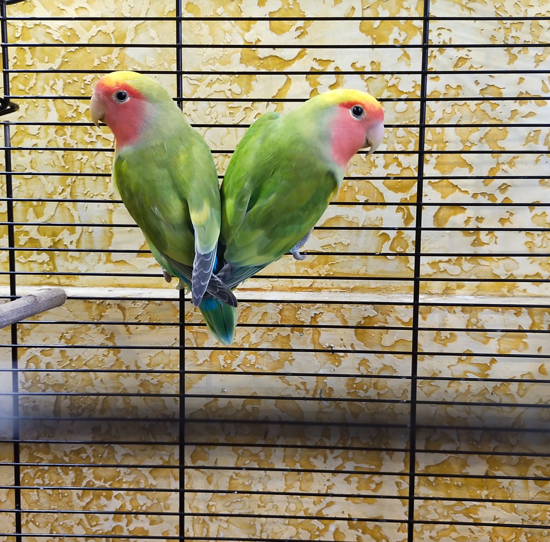 Розовощекие