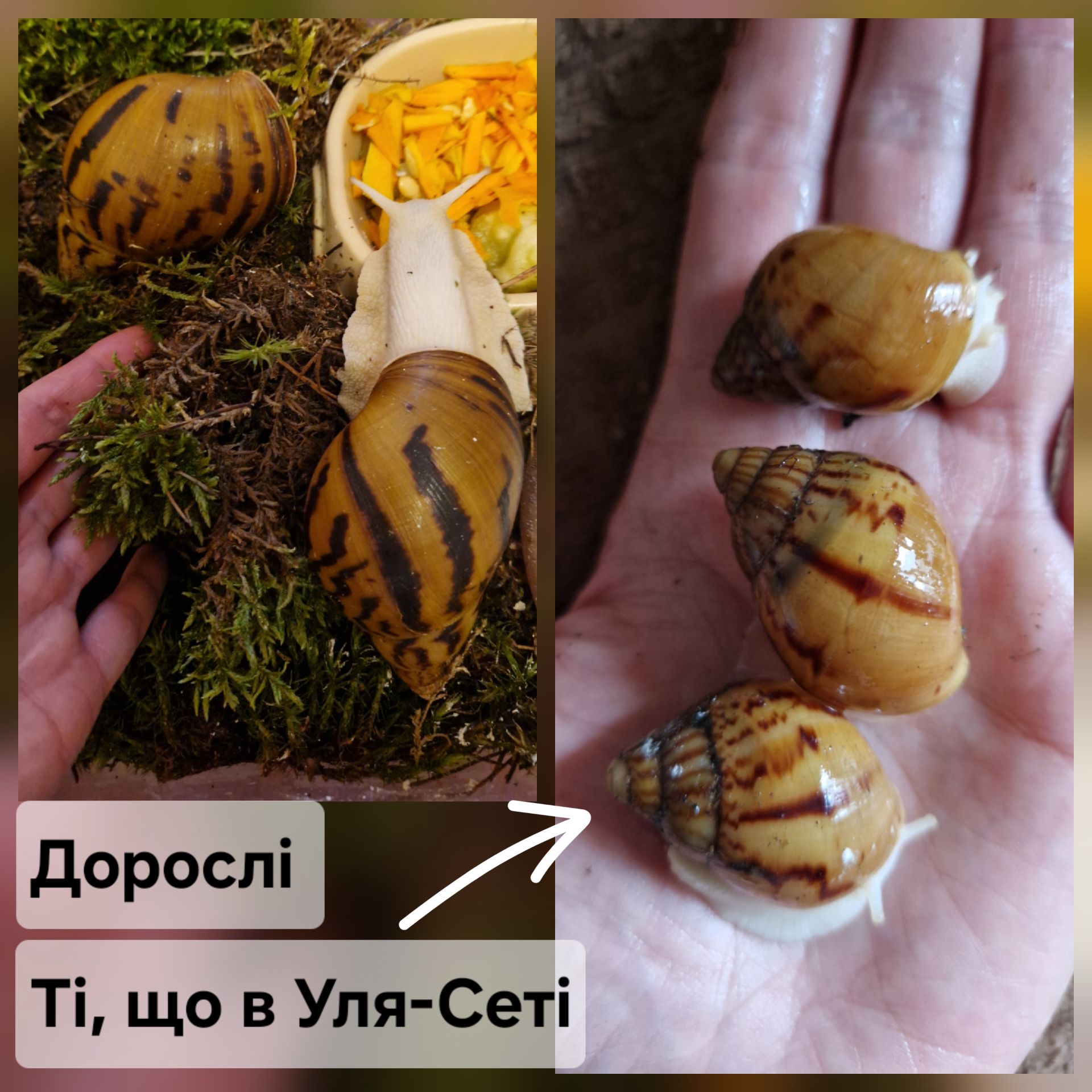 Дві Ахатини Тигр