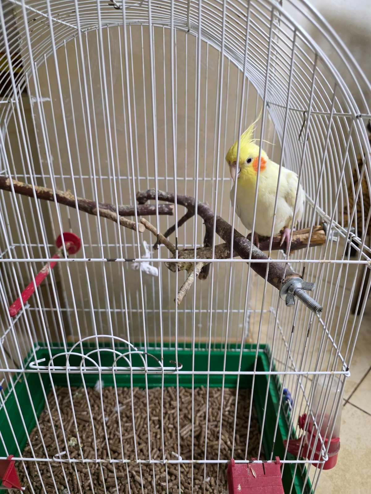 папуга Корела