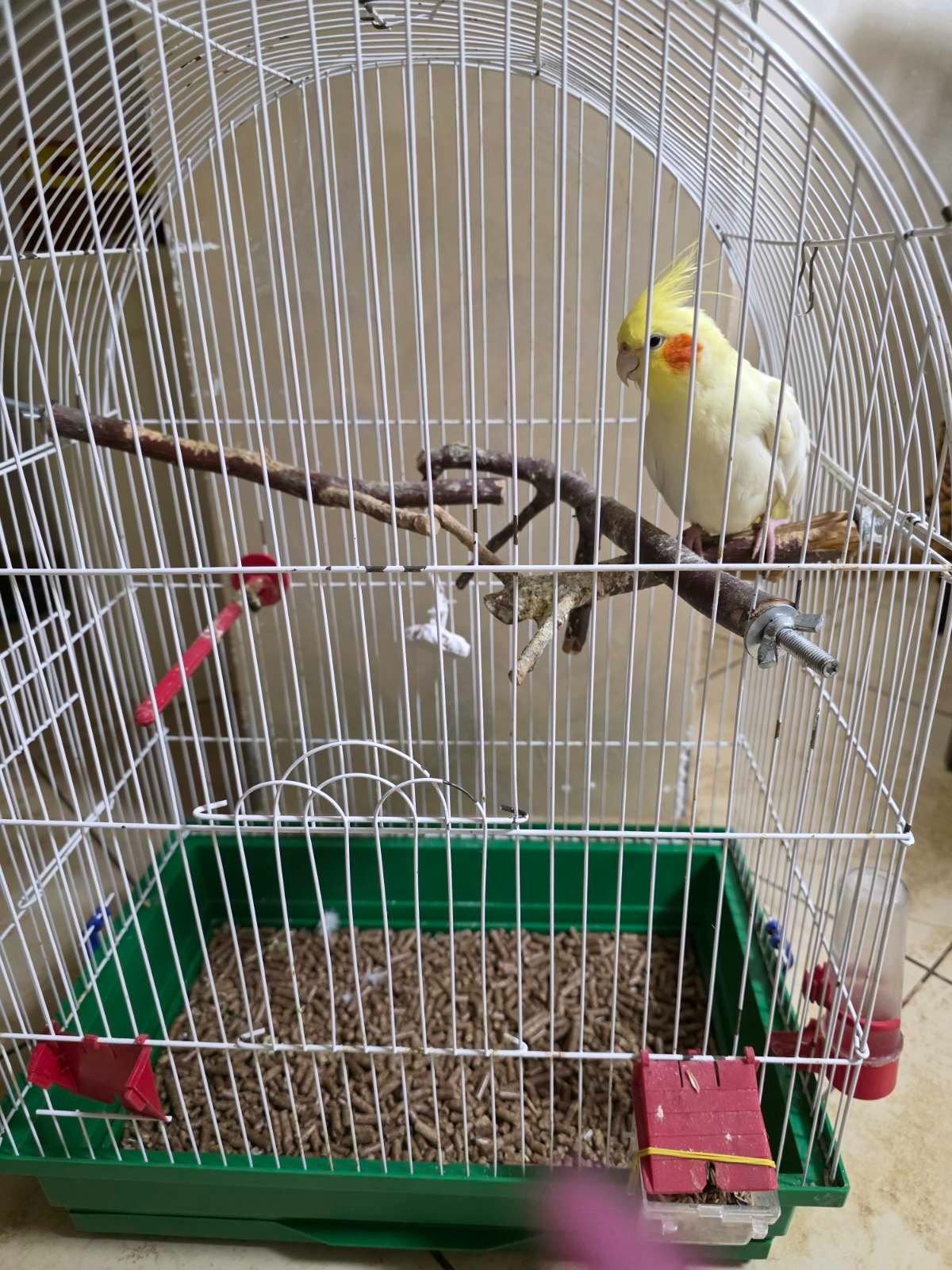 папуга Корела