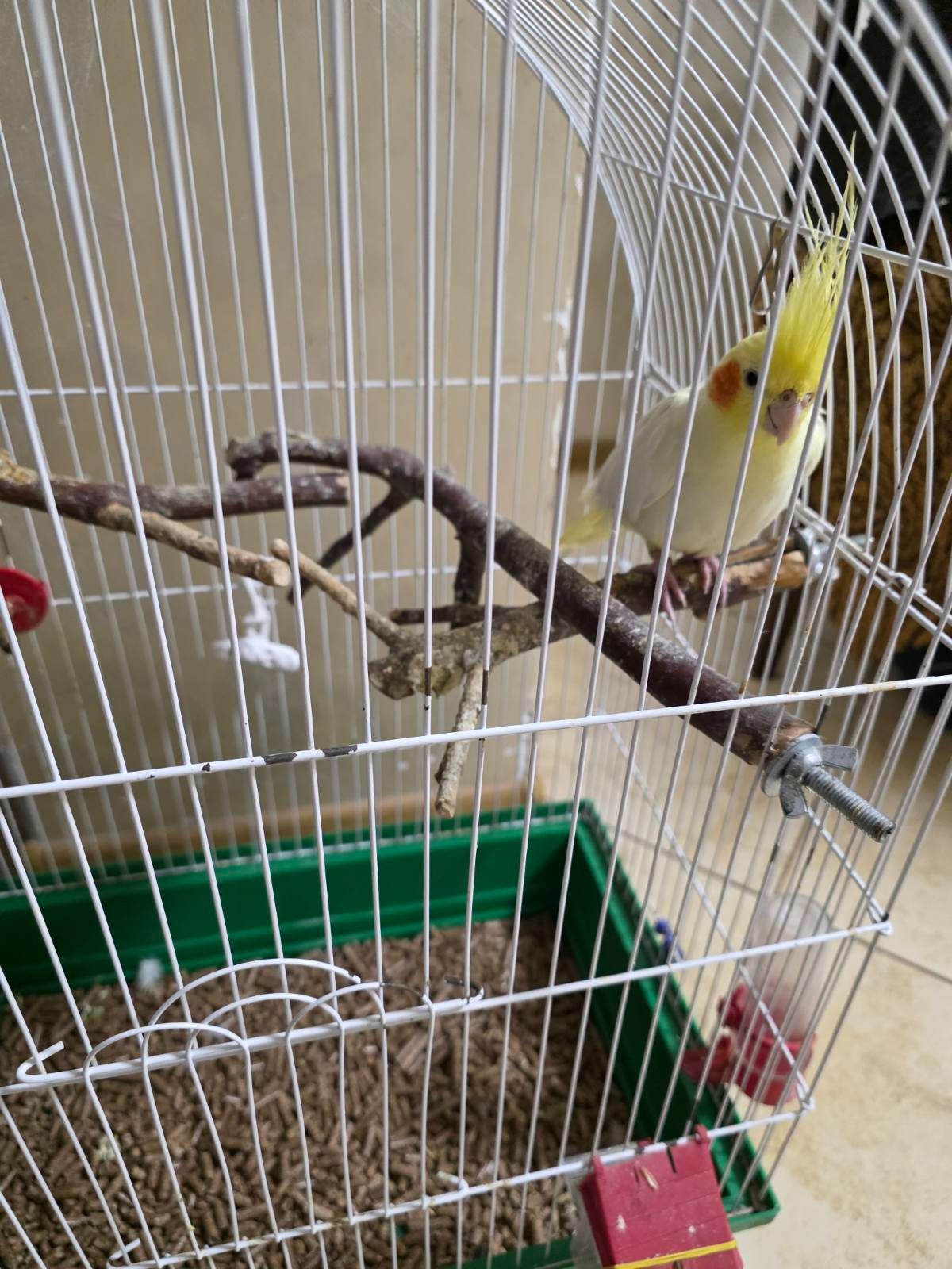 папуга Корела