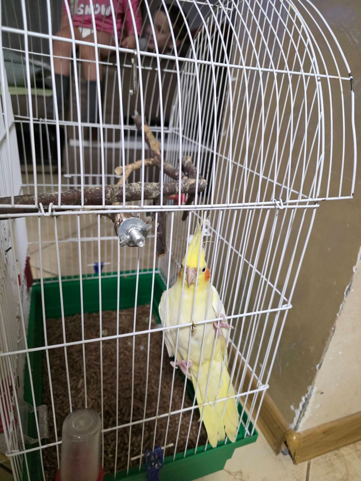 папуга Корела