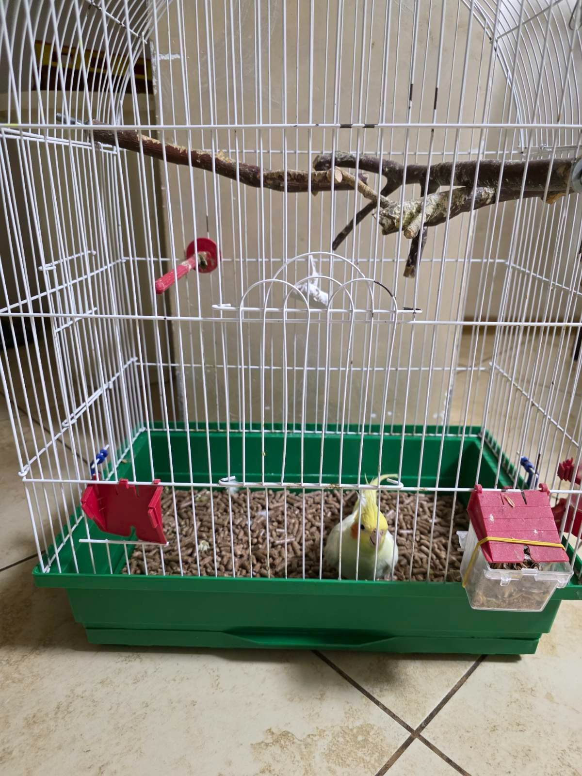 папуга Корела