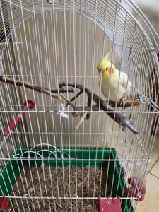 папуга Корела