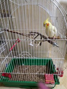 папуга Корела