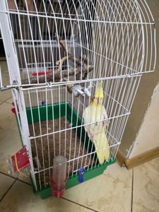 папуга Корела