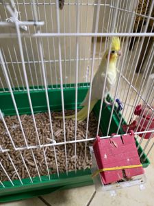 папуга Корела