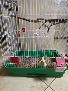 папуга Корела