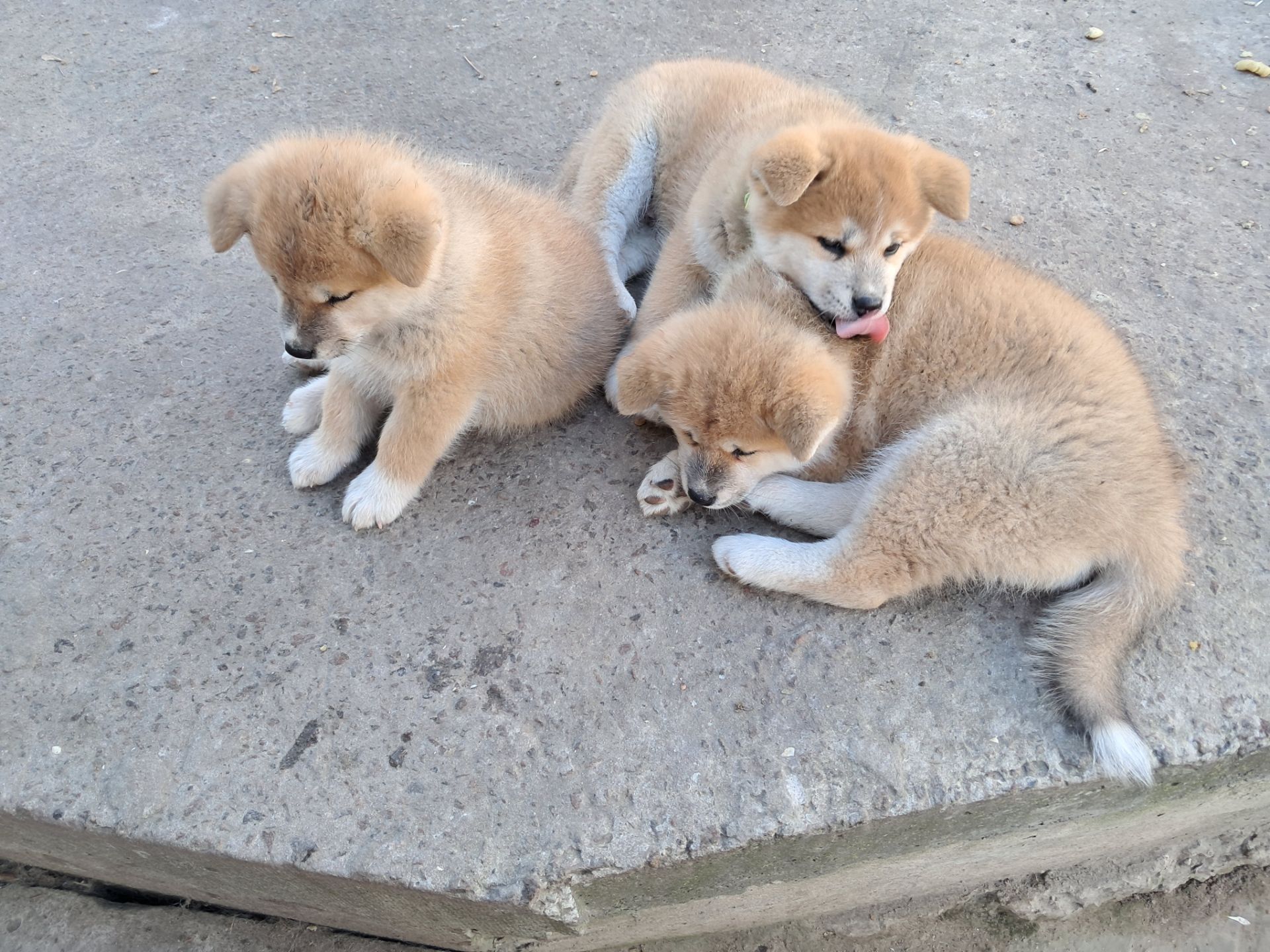 Цуценята Акіта-іну