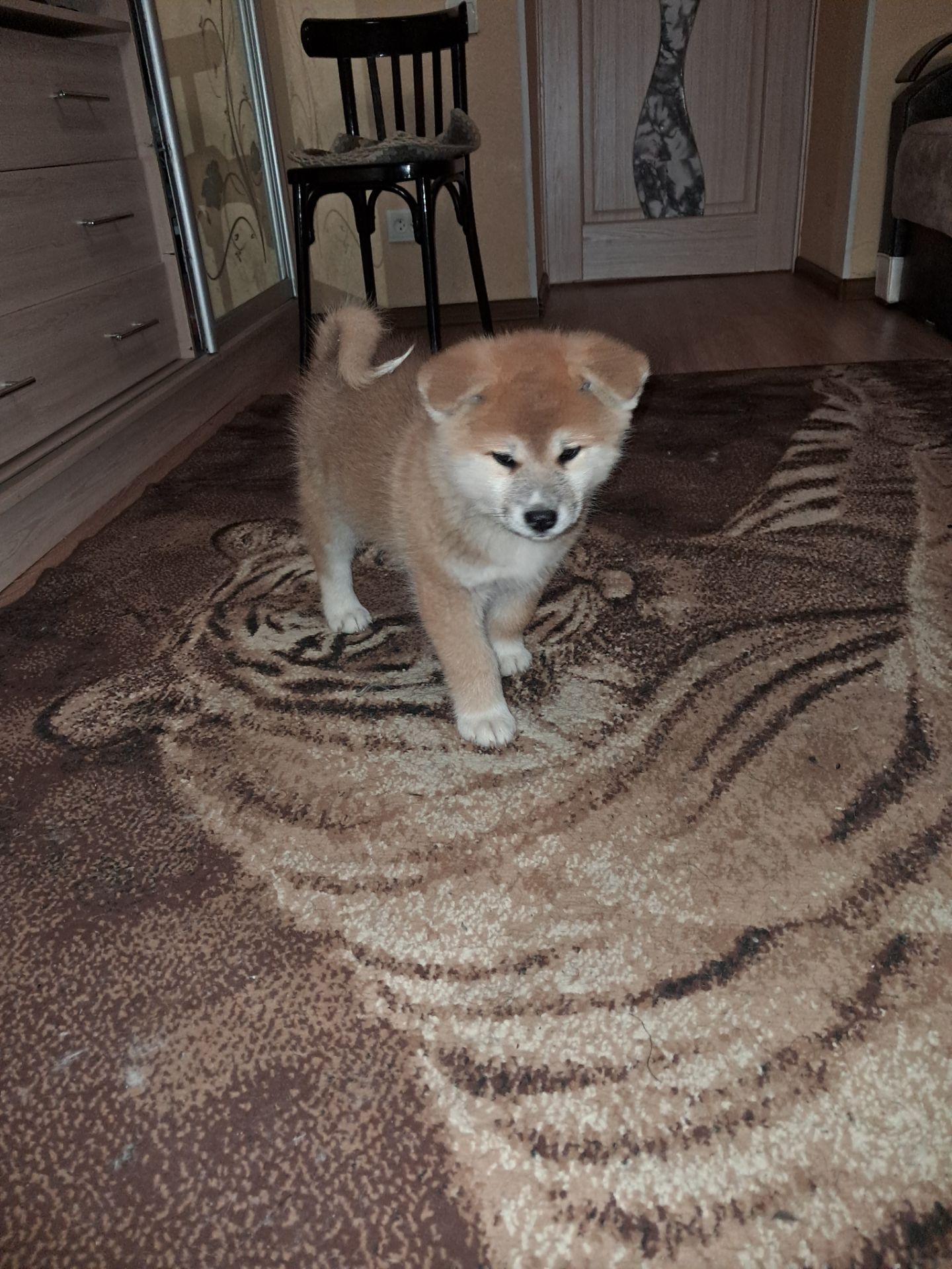 Цуценята Акіта-іну