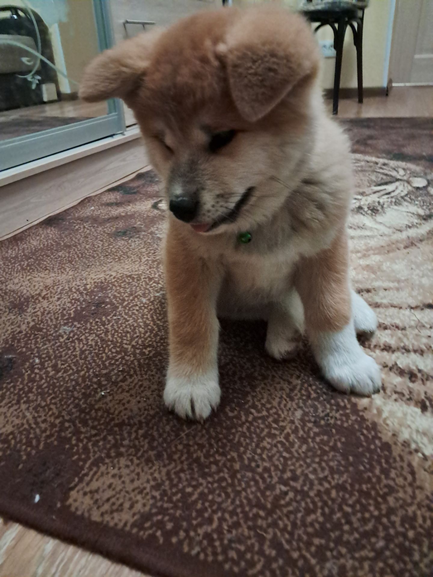 Цуценята Акіта-іну