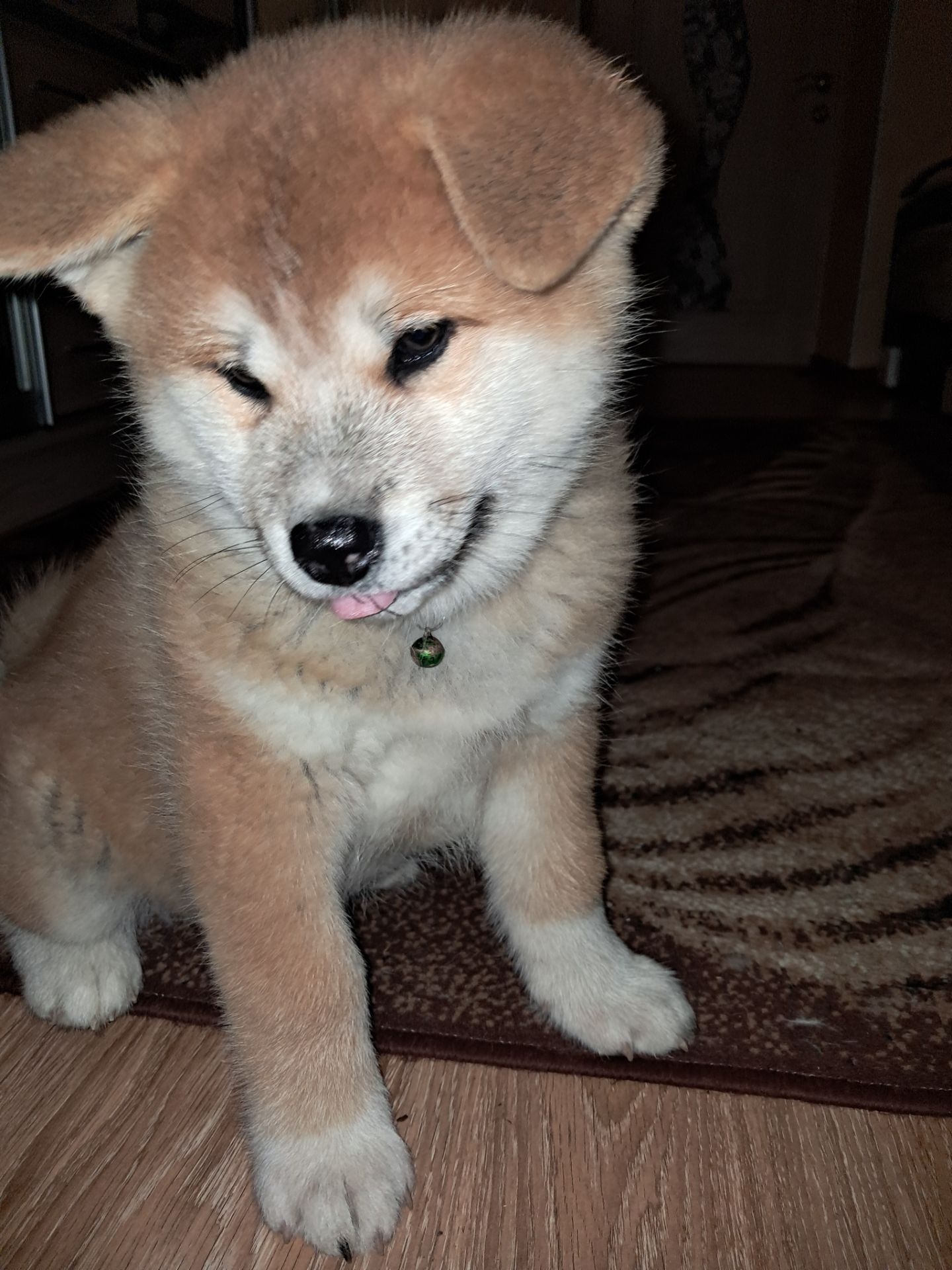 Цуценята Акіта-іну