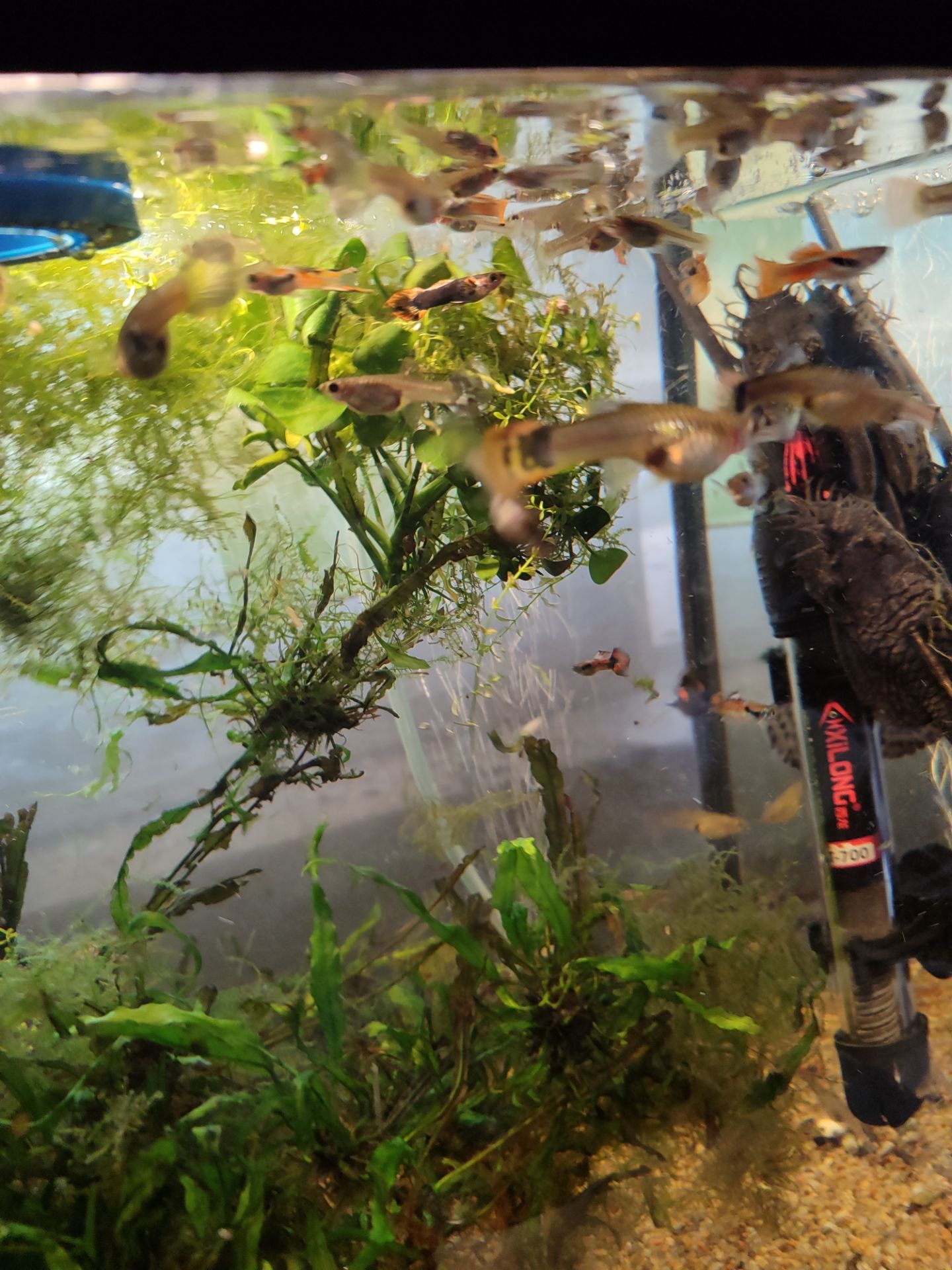 Меняю гуппи на креветок