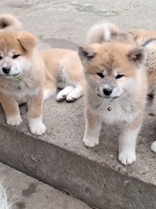 Цуценята Акіта-іну