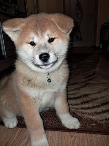 Цуценята Акіта-іну