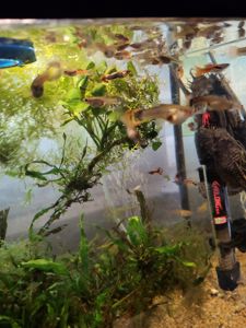 Меняю гуппи на креветок