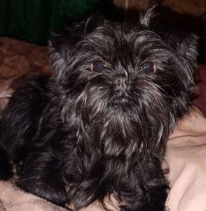 Продается аффенпинчер мальчик