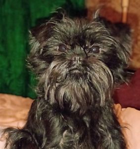 Аффенпинчер предлагается для вязок