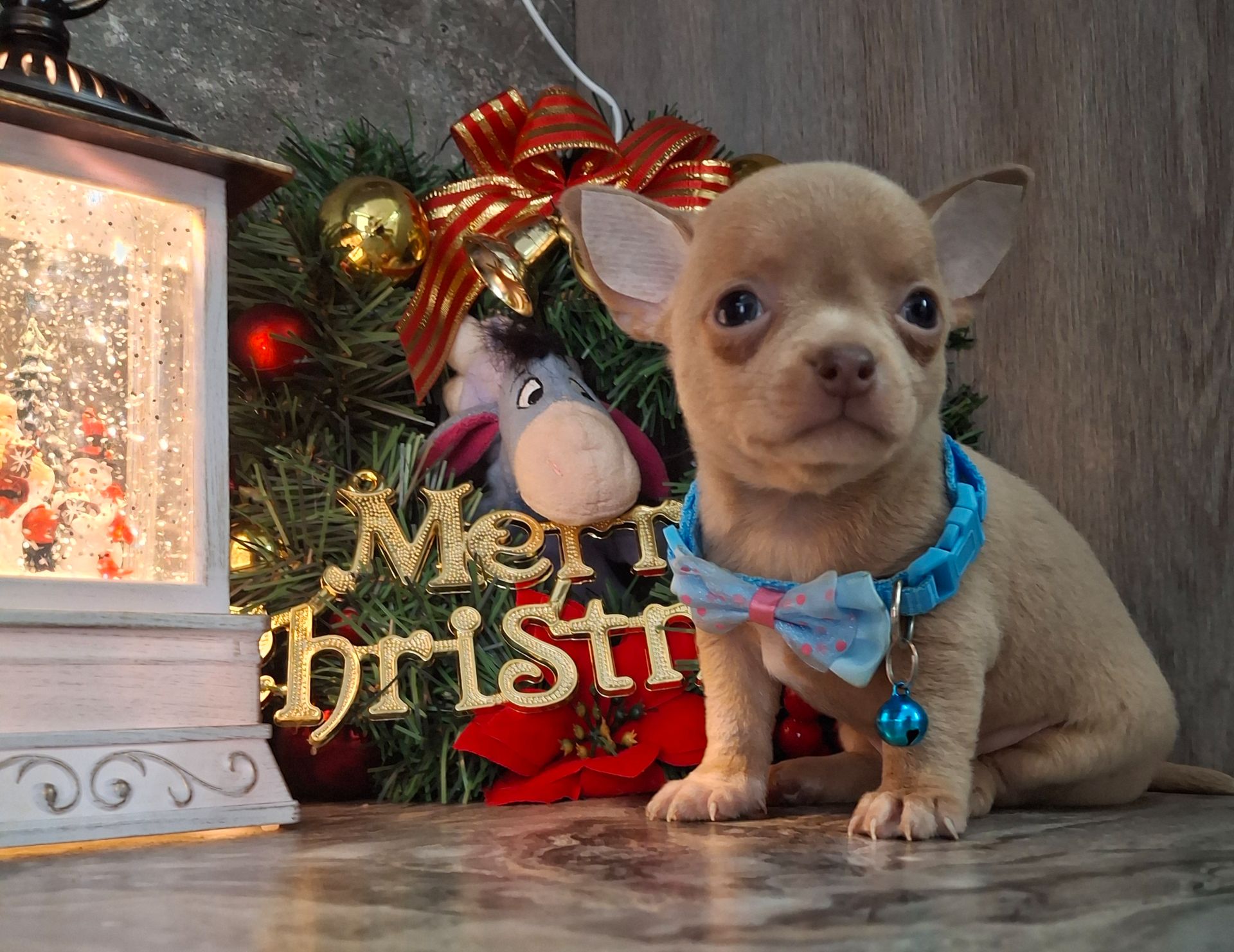 Щенки чихуахуа