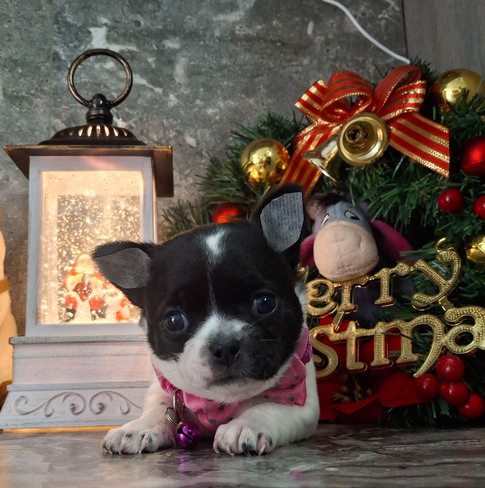 Щенки чихуахуа