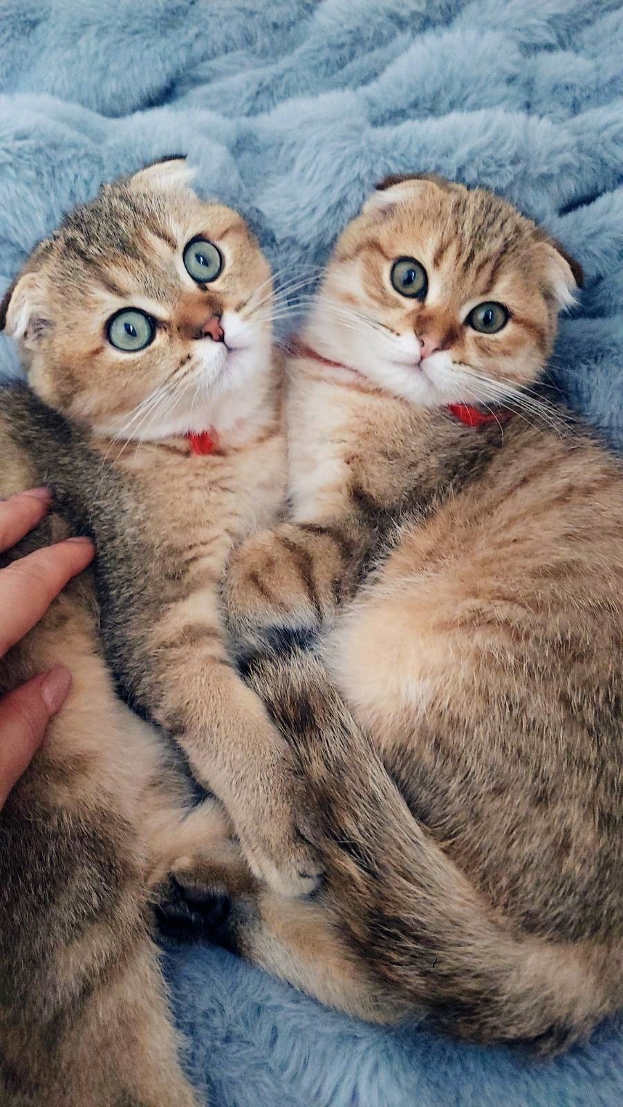 Кошенята шотландські золота тікована шиншила SFS ny25 родовід FCF