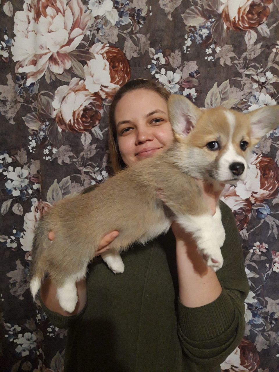 Цуценя вельш коргі дівчинка