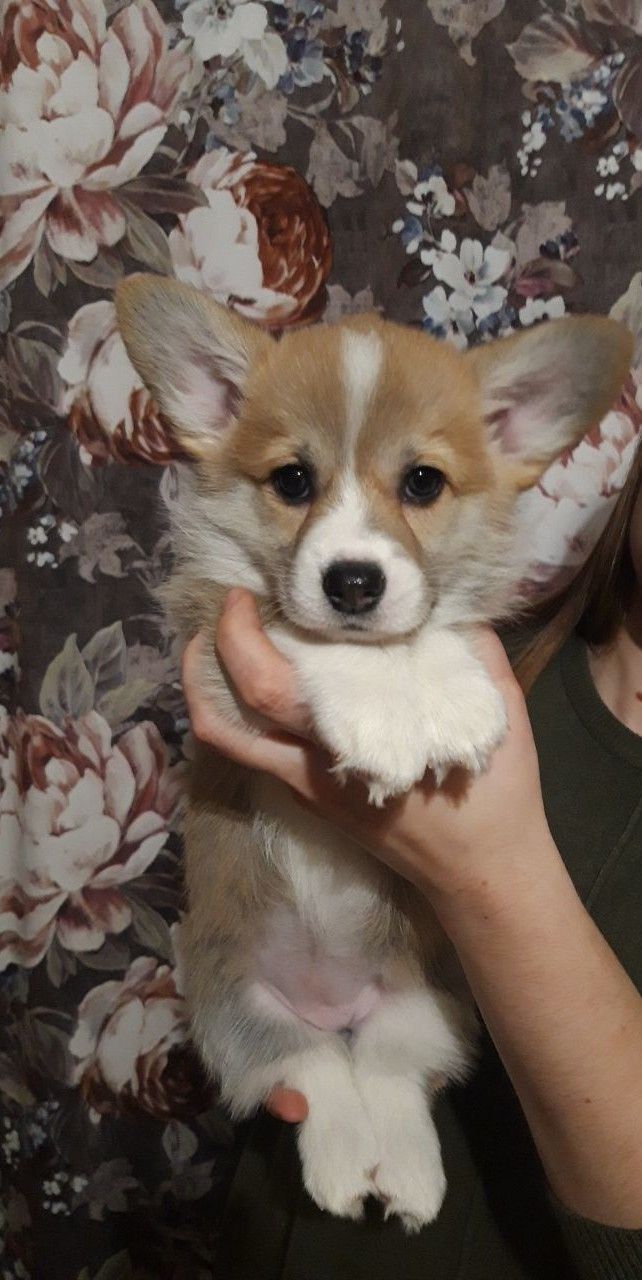 Цуценя вельш коргі дівчинка