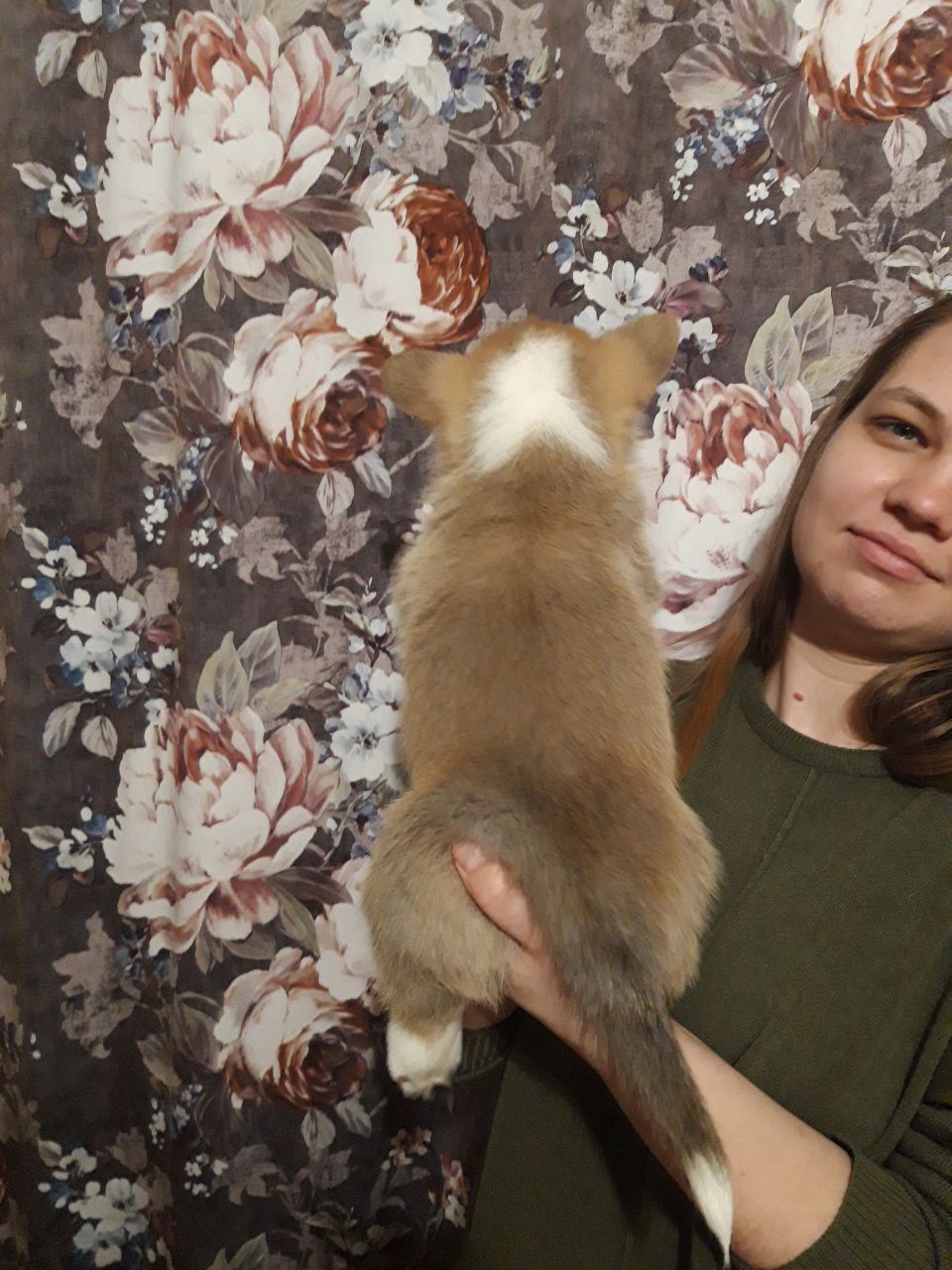 Цуценя вельш коргі дівчинка