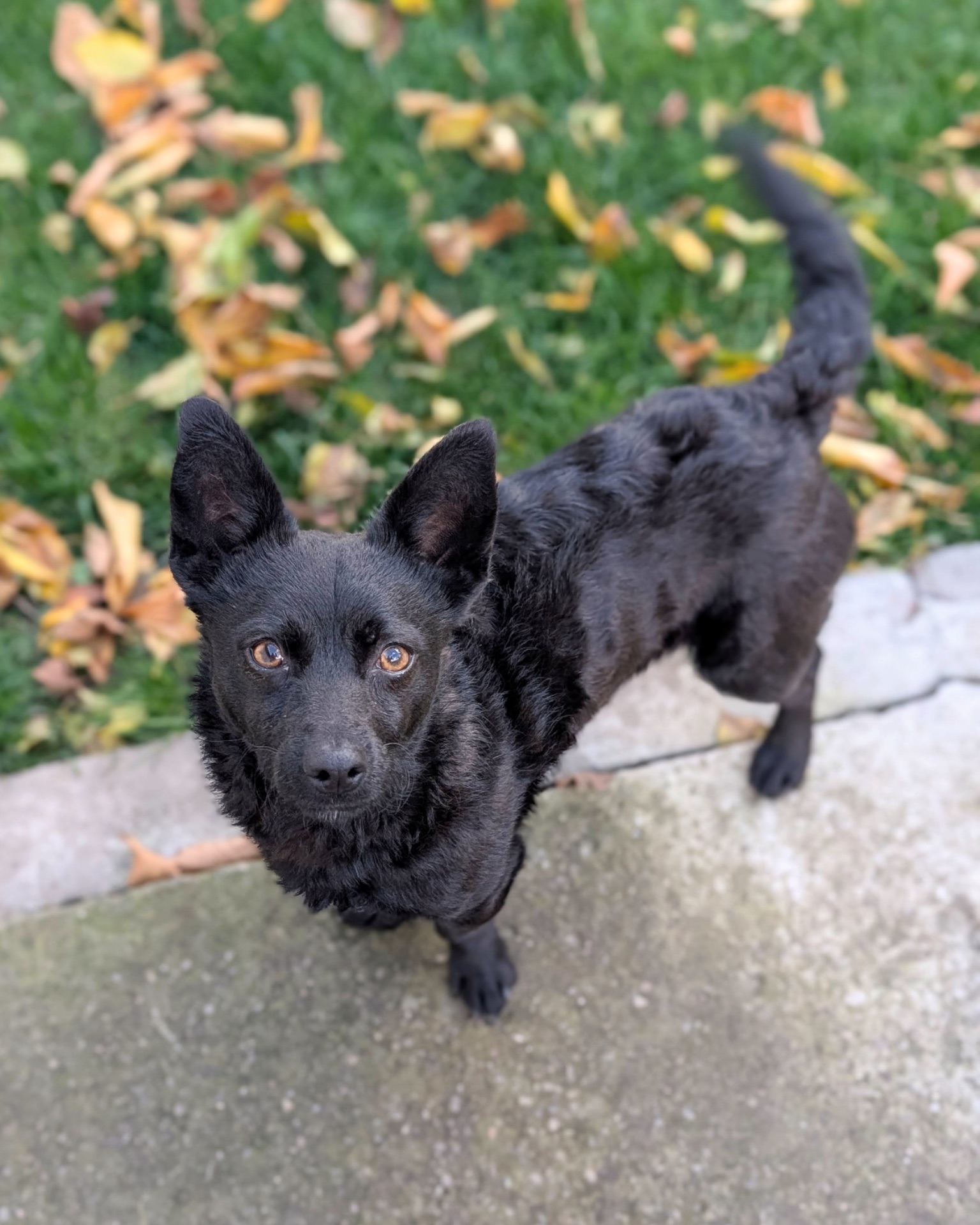 Харизматичний Набу шукає дім