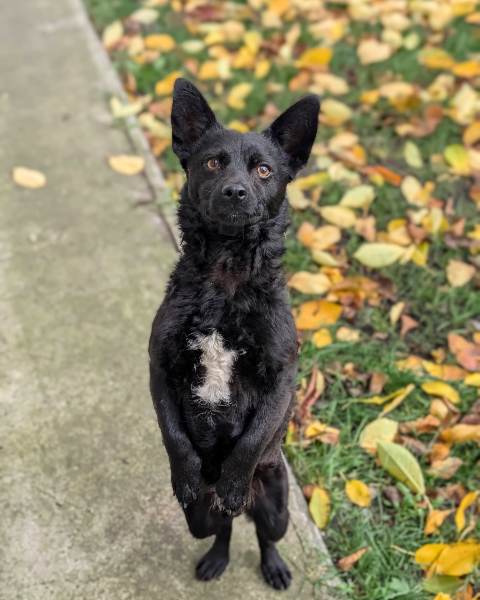 Харизматичний Набу шукає дім