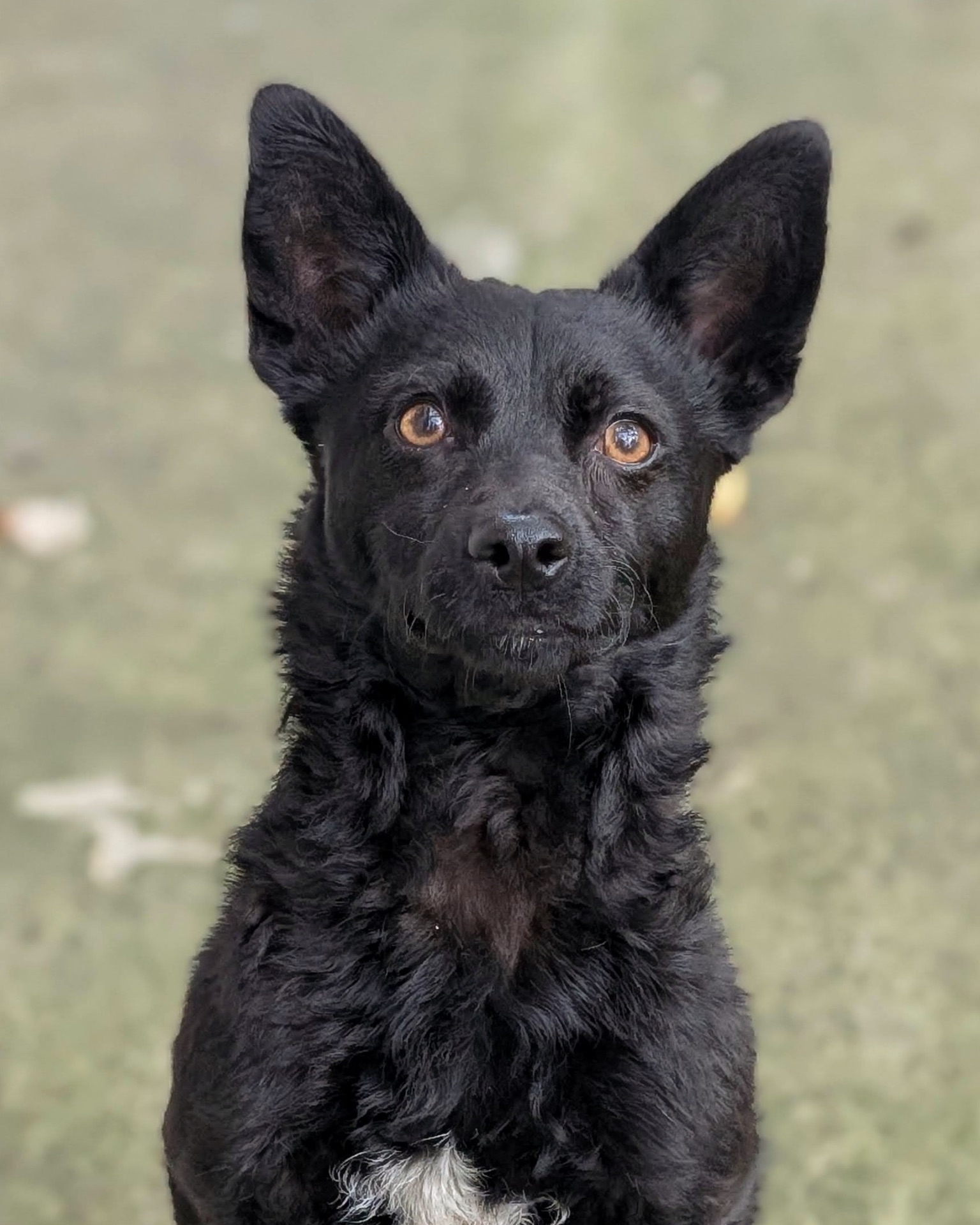 Харизматичний Набу шукає дім