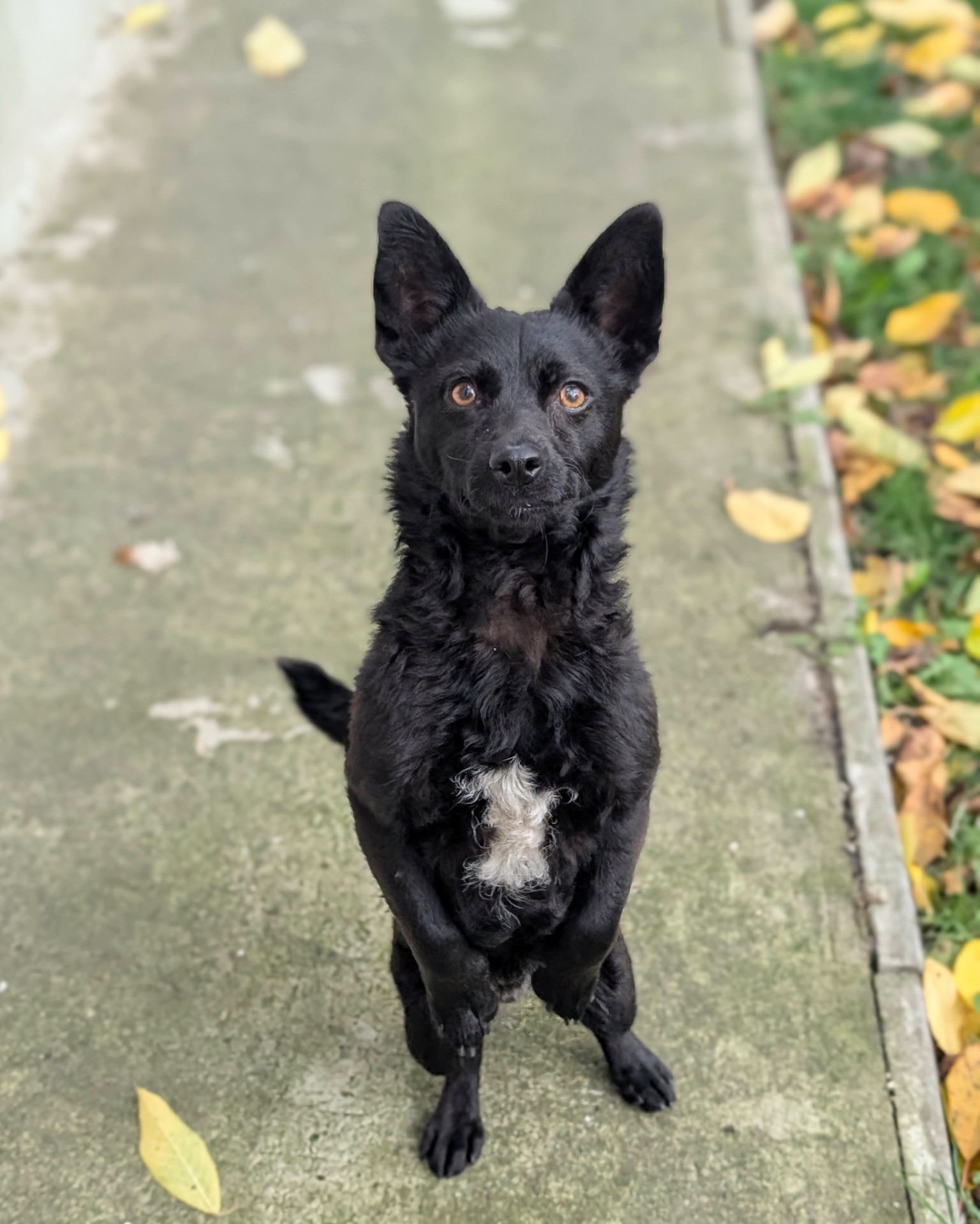 Харизматичний Набу шукає дім