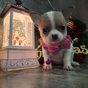 Щенки чихуахуа