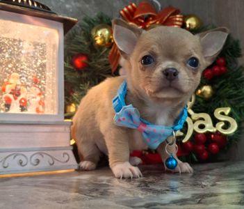 Щенки чихуахуа