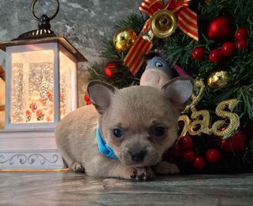 Щенки чихуахуа