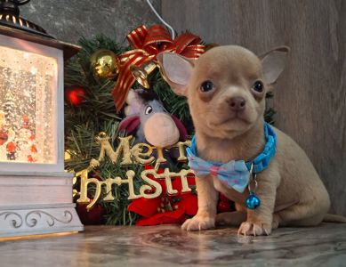 Щенки чихуахуа