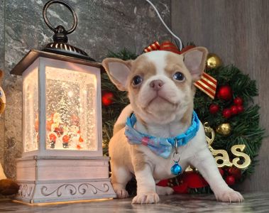 Щенки чихуахуа