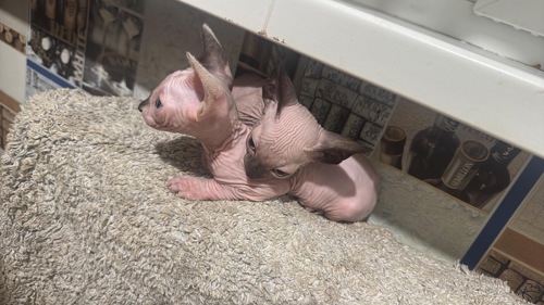 Кошенята канадського сфінкса